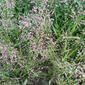 ecosystem/flora/Chinese Lovegrass(Eragrostis unioloides)