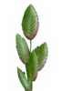 Tribe Eragrostideae of Thailand